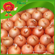 Wholesale Fresh Egyptian Golden Onion